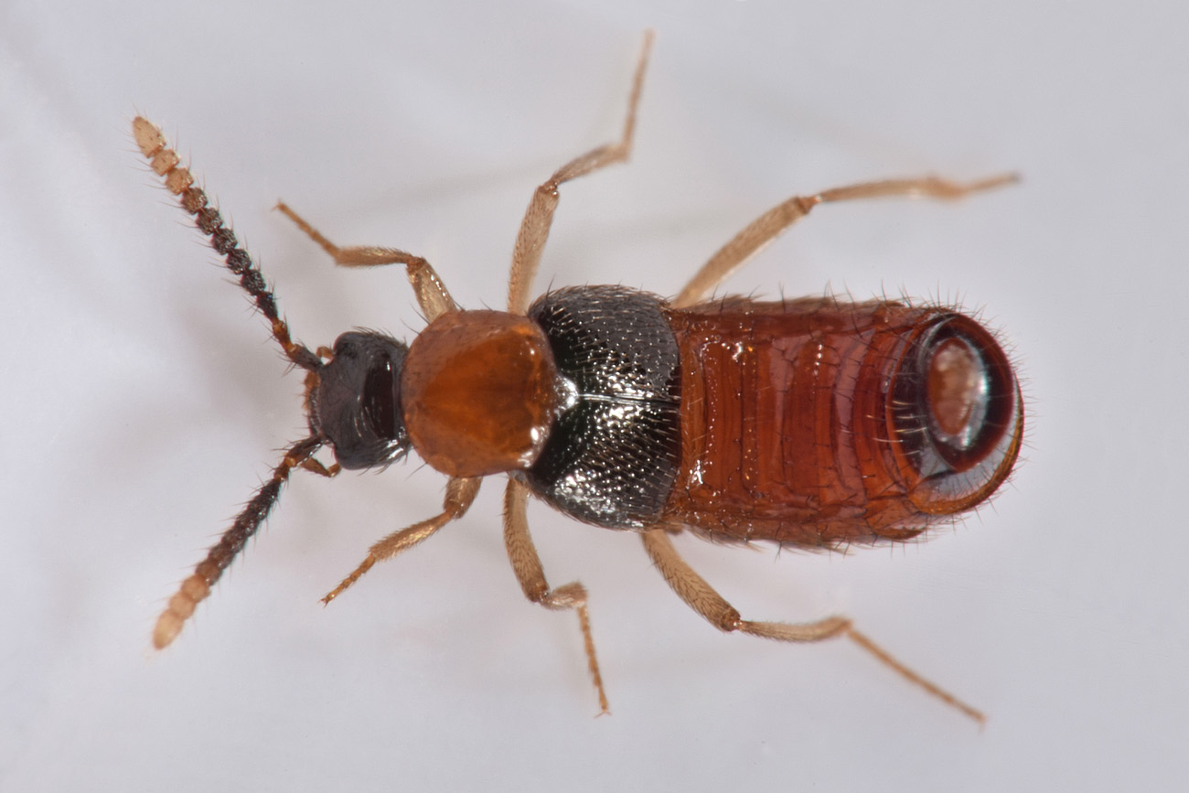 Staphylinidae: Zyras sp? S, Zyras collaris